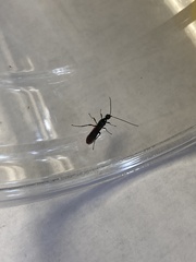 Atanycolus cappaerti