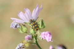 Trichodes flavocinctus