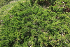 Juniperus sabina