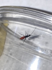 Atanycolus cappaerti