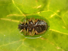 Cassida stigmatica