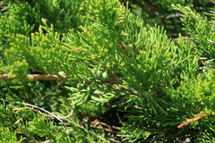 Juniperus sabina