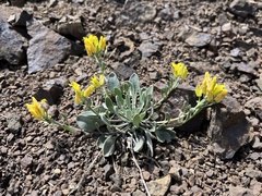 Physaria alpestris