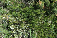 Juniperus sabina