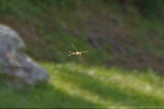 Anax longipes