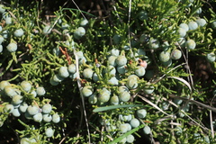 Juniperus sabina
