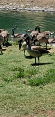 Branta canadensis