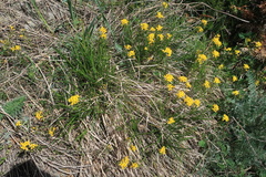 Draba sibirica