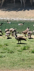 Branta canadensis