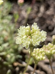 Eriogonum twisselmannii