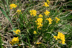 Draba sibirica
