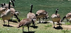 Branta canadensis