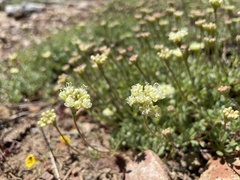 Eriogonum twisselmannii