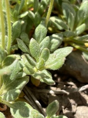 Eriogonum twisselmannii
