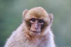 Macaca sylvanus