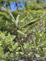 Ceanothus velutinus velutinus