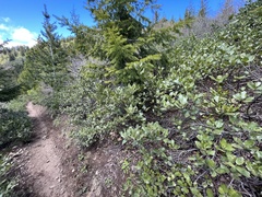 Ceanothus velutinus velutinus