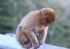 Macaca sylvanus