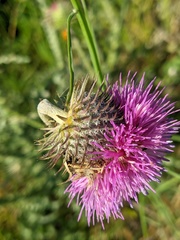 Carduus uncinatus