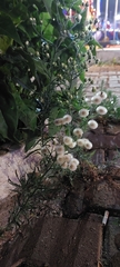 Erigeron bonariensis