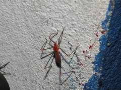 Saicinae