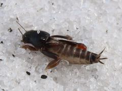 Neotridactylus archboldi