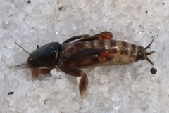 Neotridactylus archboldi