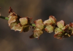 Rumex californicus