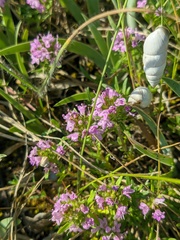 Thymus dzevanovskyi