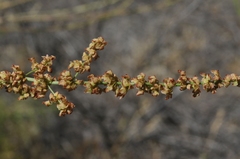 Rumex californicus