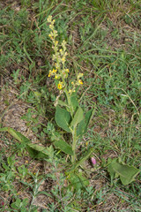 Verbascum chaixii