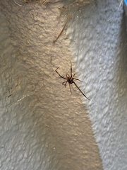 Latrodectus hesperus