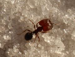 Pheidole littoralis