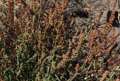 Rumex californicus