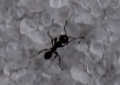 Pheidole littoralis