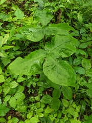 Arisaema triphyllum