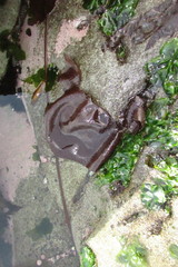 Sarcothalia crispata