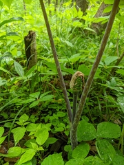 Arisaema triphyllum