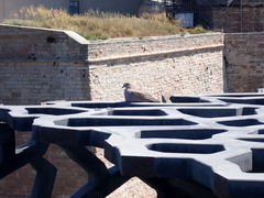 Streptopelia decaocto