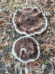 Berkcurtia persicina