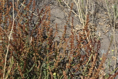 Rumex californicus
