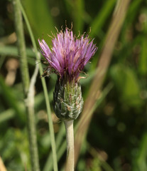 Cirsium dissectum