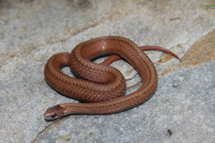 Red-Bellied Snake photo 2