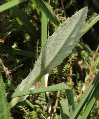 Cirsium dissectum