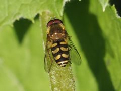 Lapposyrphus lapponicus