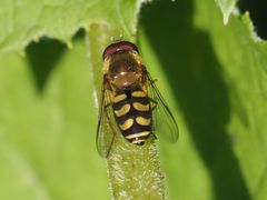 Lapposyrphus lapponicus