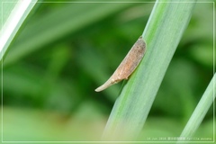 Pyrilla perpusilla