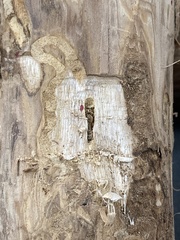 Phasgonophora sulcata