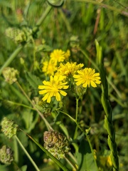 Crepis ramosissima