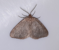 Macaria brunneata
